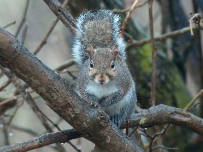 JPG CaS 2Rainy Day Squirrel-3932.jpg
