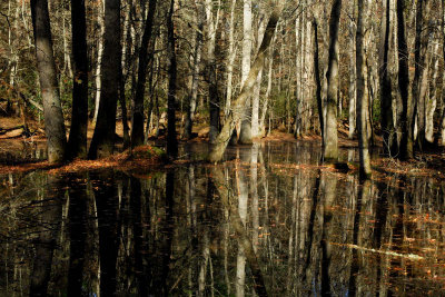 The Swampy Pond