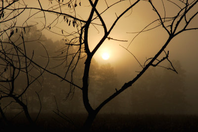 Foggy Sunrise