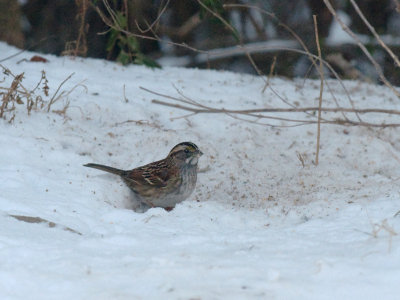 Snow Sparrow