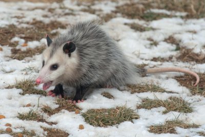 JPG CS 3 Snow Possum -2019.jpg