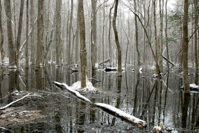  3 Winter At The Pond