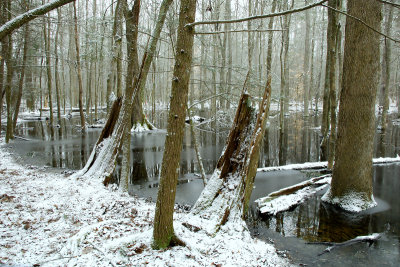 Wintry Day At The Pond