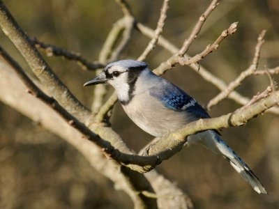 JPG CAS Bluejay -3455.jpg