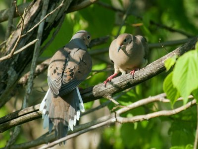 Confrontation Or Courting?