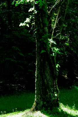 JPG CS Poison Ivy Tree DSC_3503.jpg