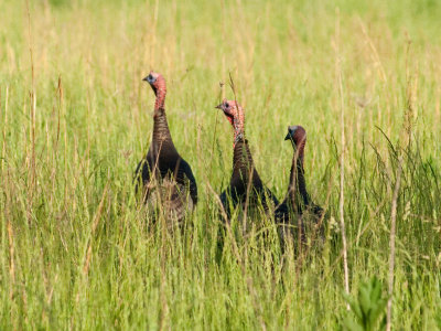 Turkeys Three