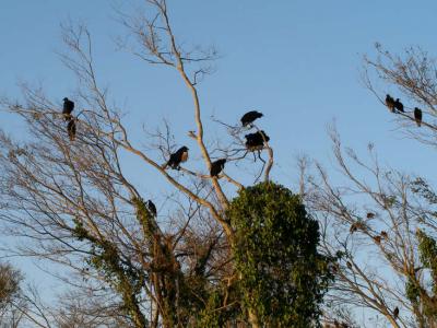 JPG CS 1Vultures PB250139.jpg