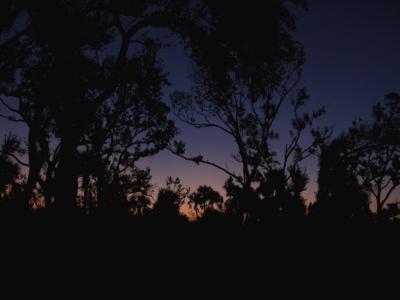 JPG CS Dawn PB220078.jpg