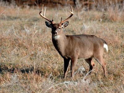 JPG 2CS 2Buck DSC_9782.jpg