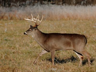 JPG 2CS 1Buck DSC_9804.jpg