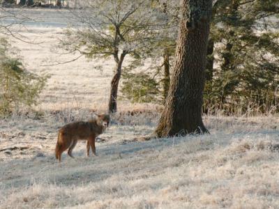 JPG CS 2Coyote DSC_9745.jpg