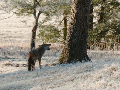 JPG CS 3CoyoteHowl DSC_9750.jpg