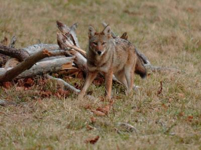 JPG CS Coyote2 DSC_9851.jpg