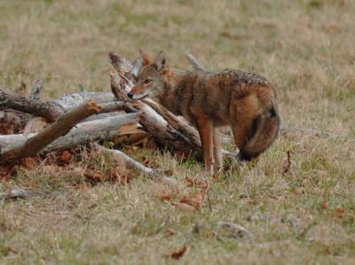 JPG CS Coyote5 DSC_9860.jpg