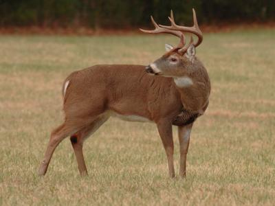 JPG CS Buck2 DSC_9999.jpg
