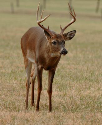 JPG 2CS FrustratedBuck DSC_0053.jpg