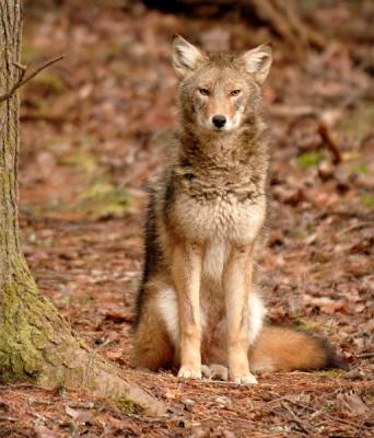 JPG 3PCS 2C Coyote388 DSC_0388.jpg