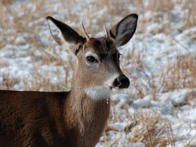 JPG CS SpikeBuck DSC_9091.jpg