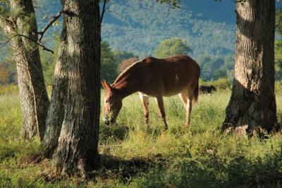 JPG CS Morning Mule DSC_7587.jpg