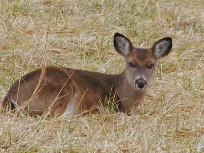 JPG CS 1Fawn PC302205.jpg