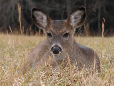 JPG CS 3Fawn PC302222.jpg
