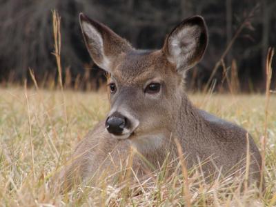 JPG CS 4Fawn PC302224.jpg
