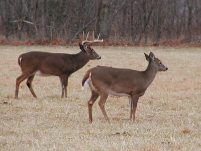JPG CS 1BuckDoe PC302196.jpg
