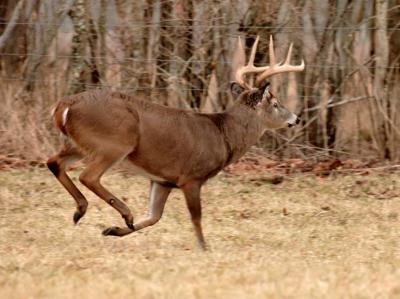 JPG CS 4RunBuck DSC_0678.jpg
