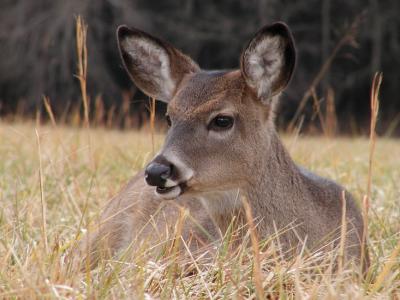 JPG 2CS 5Fawn PC302228.jpg
