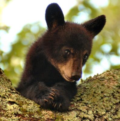 JPG CS 2Cub21 DSC_7450.jpg