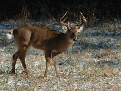 JPG CS 2Buck DSC_0874.jpg