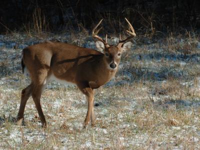 JPG CS 3Buck DSC_0875.jpg
