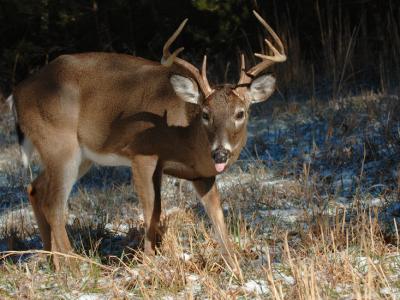 JPG CS 4Buck DSC_0882.jpg