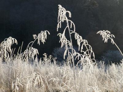 JPG CS 1FrostWeeds PC272095.jpg