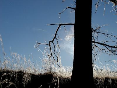 JPG CS SteamyTree2 PC272115.jpg