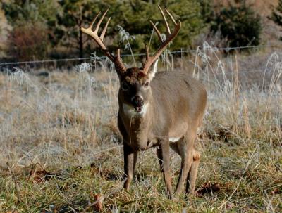 JPG CS 1BuckChew DSC_0539.jpg