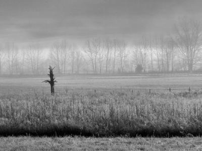 JPG CS BW OldTreeFrost PC272102.jpg