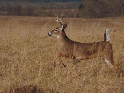 Running Buck