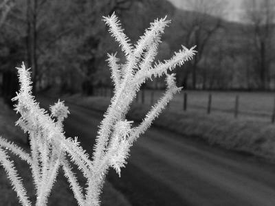 JPG BWCS 2HoarFrost P2012297.jpg