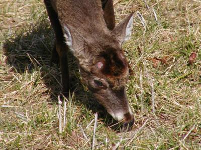JPG CS 2NoAntlers P2012366.jpg