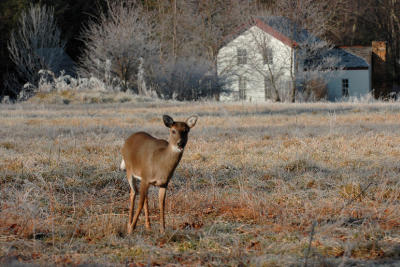 JPG 2CS 1DownHomeDoe DSC_1306.jpg