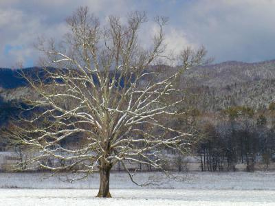 JPG CS 2MafiaTree P2092465.jpg