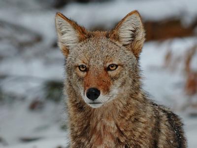 JPG CS 1CoyoteStare DSC_1524.jpg