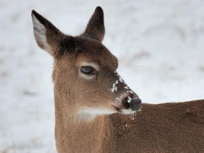 JPG CS 2SnowNose DSC_1589.jpg