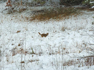 JPG CS 3CoyoteHunt DSC_1482.jpg