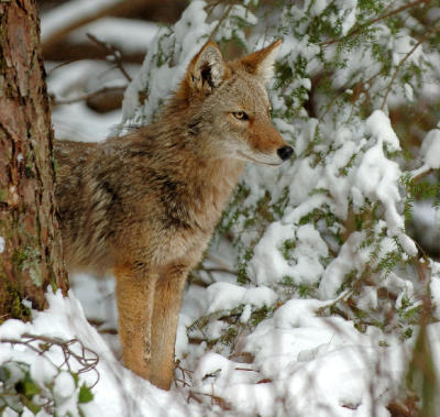 JPG CS 5CoyoteTree DSC_1533.jpg