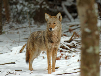 JPG CS 4Coyote DSC_1520.jpg
