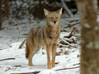 JPG CS 6Coyote DSC_1517.jpg