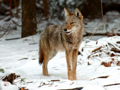JPG 2aCS 1Coyote DSC_1502.jpg